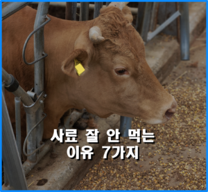 Read more about the article 비육우가 사료를 잘 안 먹는 이유 7가지+(사료 잘 먹게 하는 방법 5가지)